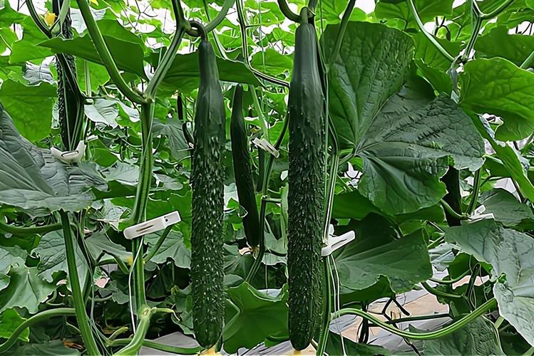 7月份8种蔬菜可种植,易成活,产量高吃不完