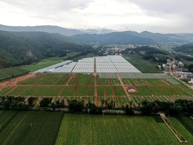 转载七彩云南阅读页面云南万悦蔬菜种植负责人尹得辉