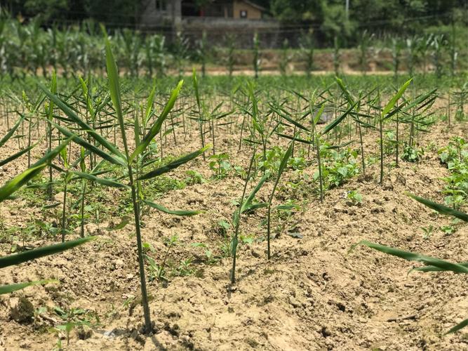 春季攻势促增收——蓼皋街道中坪社区蔬菜种植基地一线见闻