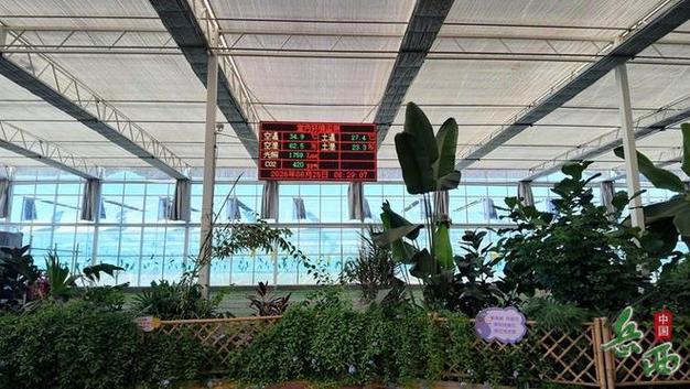 岳西 科技赋能种菜，线上直达餐桌，蔬菜种植焕发新生机