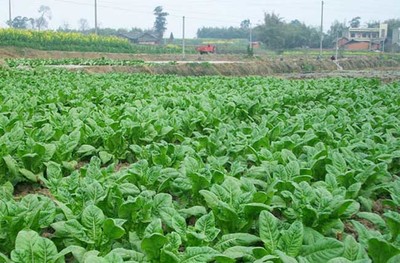 有机蔬菜种植技术全解析 从土壤到餐桌的绿色实践