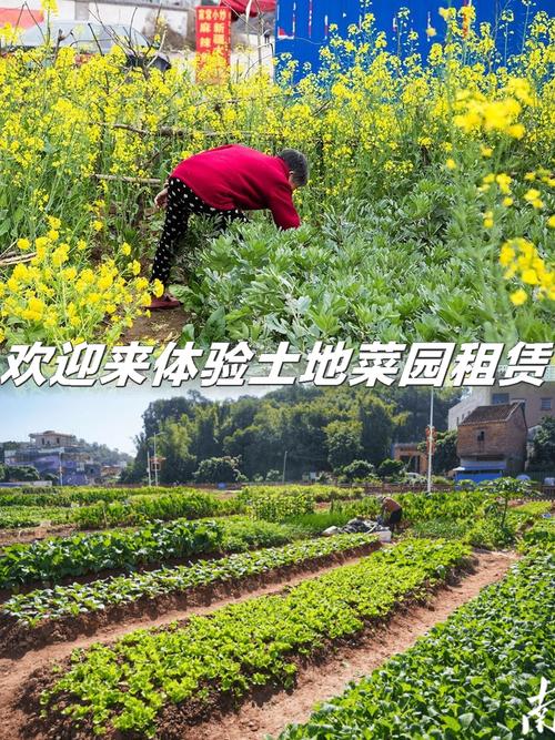 租地扩种 打开蔬菜种植的新空间