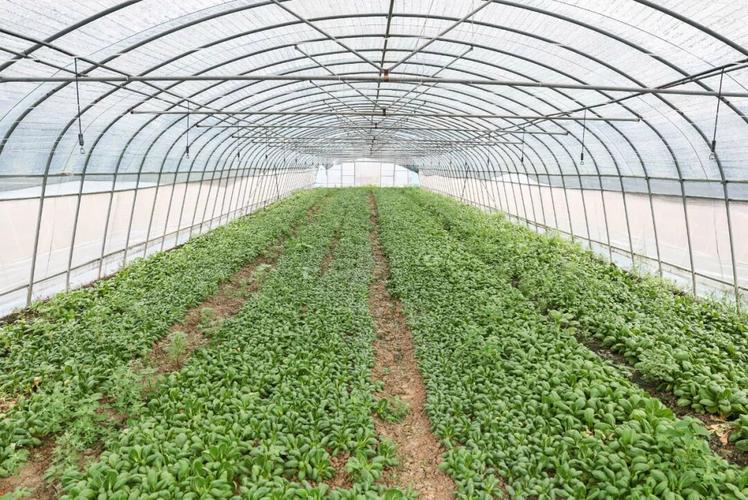 保障“菜篮子”供应 松江蔬菜种植基地采收忙