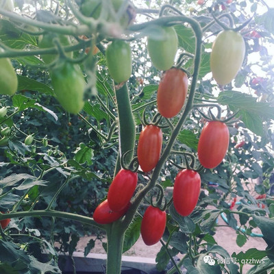 大棚蔬菜水果分类及蔬菜种植要点