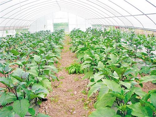 蔬菜种植技术全指南 从选种到采收的科学管理