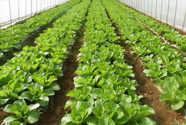 大棚蔬菜种植的八大错误认识，你中了几个？