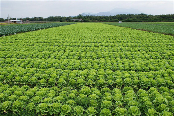 蔬菜种植摄影 镜像田园与修辞自然