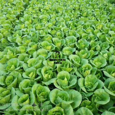陕西蔬菜种植合作社引进先进播种机，小青菜菠菜香菜生菜实现免间苗种植