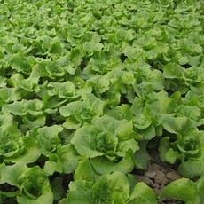 云浮市云城区包屋村蔬菜农民专业合作社 蔬菜种植的致富之路